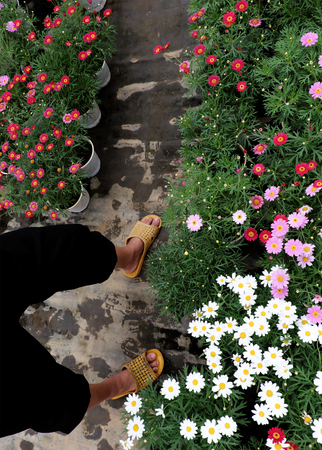High view scene with woman wear black pants and yellow plastic sandals walk in flower garden, farmer feet on ground, plant grow in green, people farming in springtimeの写真素材