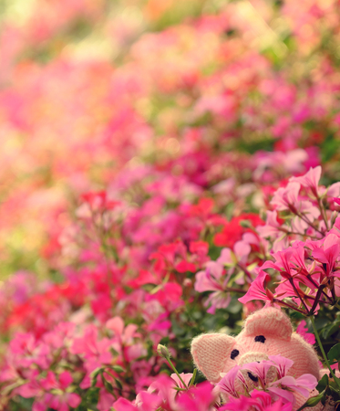 Amazing exciting scene with handmade pink piggy hide in geranium flower garden, close up shot knitted pig face among colorful spring flowers with blur backgroundの写真素材