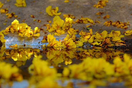 Close up of yellow petals flower that falling from Large Leopard tree to ground make nature background at Ho Chi Minh city, Vietnam on summer dayの写真素材