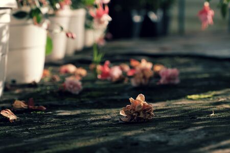 Hardy fuchsia flower blooming bright in pink and flowers fall on floor among green of ornamental plant in garden make contrast among fresh and dry floraの写真素材