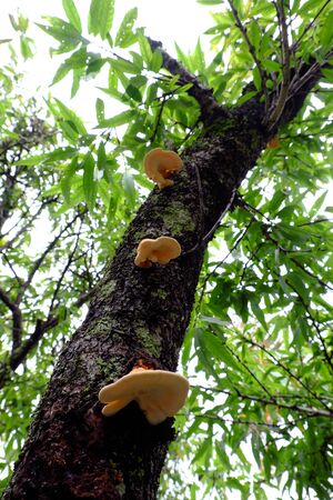 Close up yellow mushroom on phloem of tree trunk, wild mushrooms danger by poison and hard to know,...