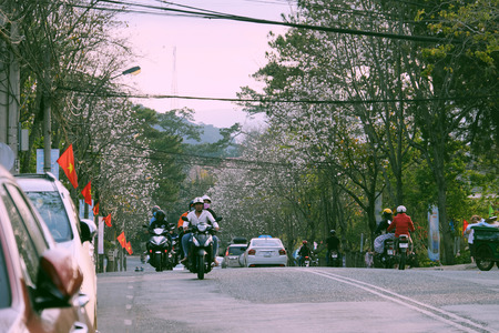 DA LAT CITY, VIET NAM- FEB 19, 2018: Amazing landscape in springtime, row of white flower tree bloom along street, beautiful Bauhinia variegata in white at travel city in spring, Vietnamのeditorial素材