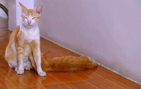 Scene mother cat breastfeeding for kitty, cute kitten and meow in orange furの写真素材