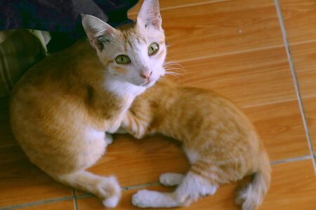 Scene mother cat breastfeeding for kitty, cute kitten and meow in orange furの写真素材