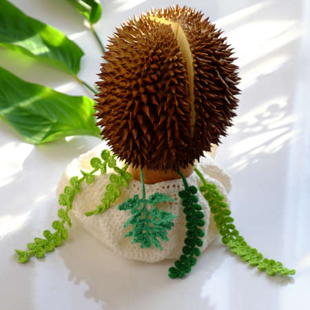 Funny idea concept for gift in mother day or woman day with amazing food flower pot from a durian fruit with green leaf in morning sunlight on white backgroundの写真素材