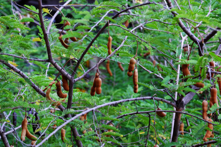 Tamarind fruit on urban tree at Ho chi Minh city, Viet nam on dayの写真素材