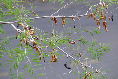 Tamarind fruit on urban tree at Ho chi Minh city, Viet nam on dayの写真素材