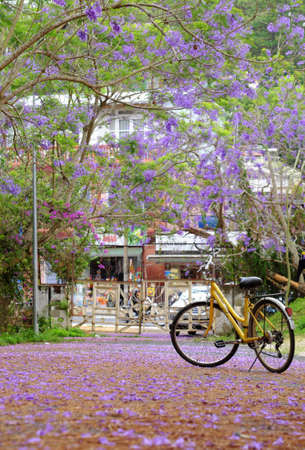 Beautiful landscape at Da Lat city , Vietnam in springtime, violet phoenix with flower fall on way, yellow bicycle park alone on road under flamboyant treeの写真素材