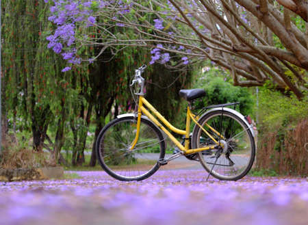 Beautiful landscape at Da Lat city , Vietnam in springtime, violet phoenix with flower fall on way, yellow bicycle park alone on road under flamboyant treeの写真素材