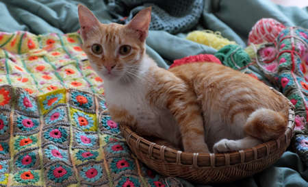 Top view lovely pet lay down in basket on colorful handmade blanket by crochet, make and link pieces of graphic from yarn for warm in winterの写真素材