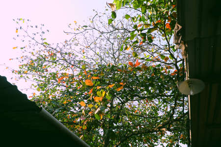 Beautiful scenery at Ho Chi Minh city in wintertime season, Terminalia catappa tree with red old leaves and fruit on branch of treeの写真素材