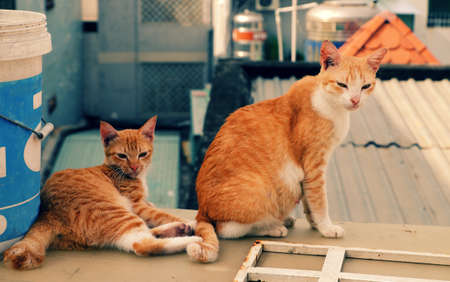 Two yellow pet, kitten and mother cat sit on roof and kidding, poke, play together, cute animal enjoy outside of houseの写真素材