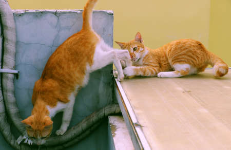 Two yellow pet, kitten and mother cat sit on roof and kidding, poke, play together, cute animal enjoy outside of houseの写真素材