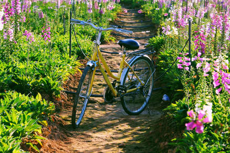 Beautiful landscape for Da Lat travel in springtime, yellow bike in  colorful bell flower garden on day, flora bloom vibrant make wonderful place for tourの写真素材