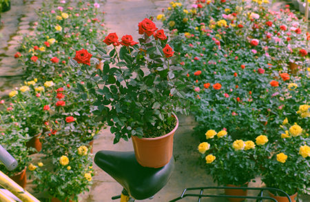 Beautiful scene at flower garden with flora vibrant blossom in springtime, rose pot on saddle of yellow bike to transport, Da Lat, Vietnamの写真素材
