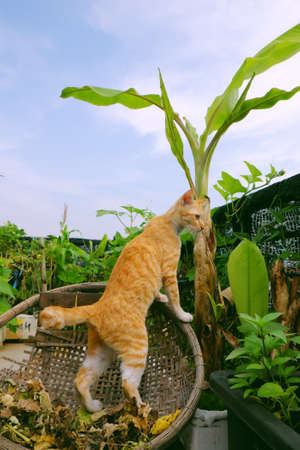 Cute yellow cat standing in bamboo basket under banana tree in rooftop garden of city house, Ho chi Minh city, Vietnamの写真素材