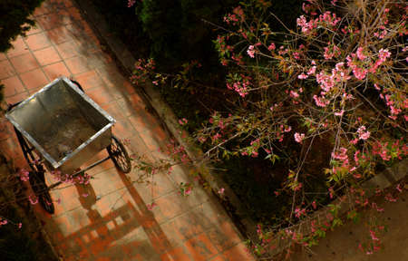 Amazing landscape from top view at Da Lat, Vietnam in spring time, cart with shadow on ground at morning under sakura flower bloom in pink, beautiful scenery in springの写真素材