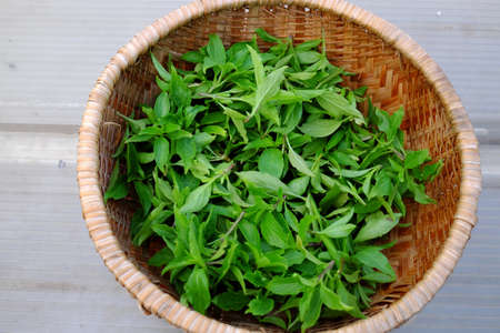 Top view bamboo basket harvest from city garden on rooftop, basil leaf for healthy eating at rich vitamin and fiber as herbal spiceの写真素材