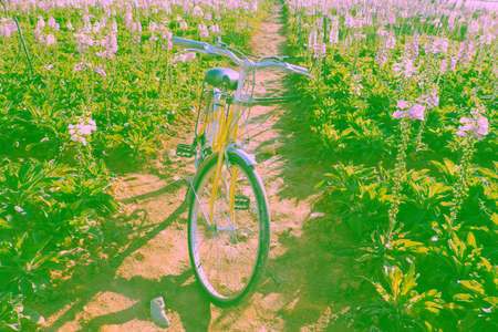 Beautiful landscape for Da Lat travel in springtime, yellow bike in  colorful bell flower garden on day, flora bloom vibrant make wonderful place for tourの写真素材
