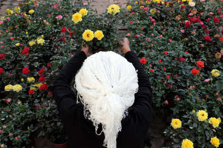Top view farmer in field, amazing Vietnamese woman with white hair sit among roses garden that bloom vibrant in colorful, nice scene at farm tour, Da Lat, Vietnamの写真素材