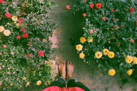 Top view farmer in field with bare foot on ground, Vietnamese woman stand in roses garden that bloom vibrant in colorful, nice scene at farm tour, Da Lat, Vietnamの写真素材