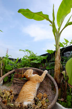 Cute yellow cat lying in bamboo basket under banana tree in rooftop garden of city house, Ho chi Minh city, Vietnamの写真素材
