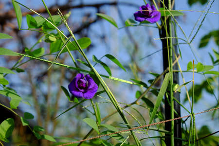 Close butterfly pea flower blooming on plant in rooftop garden at Ho Chi Minh city, Vietnam, this herbal make natural color for food or make blue tea that good for healthの写真素材