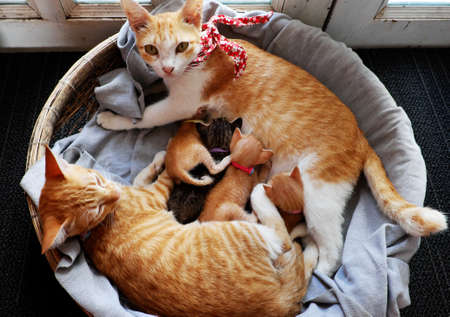 High view orange cat family lay down together in bamboo basket near the door, mother cat, cat sister and four new born kittens breastfeedingの写真素材