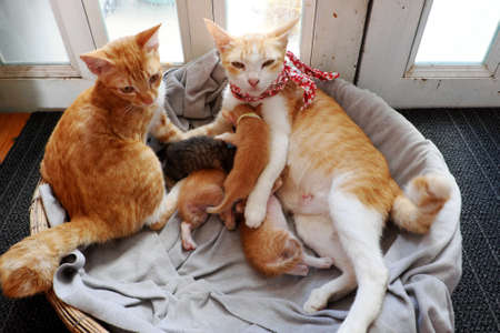 High view orange cat family lay down together in bamboo basket near the door, mother cat, cat sister and four new born kittens breastfeedingの写真素材