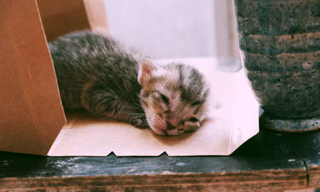 Cute newborn kitten lay down in paper gift box, close up baby cat with grey feather looking so prettyの写真素材