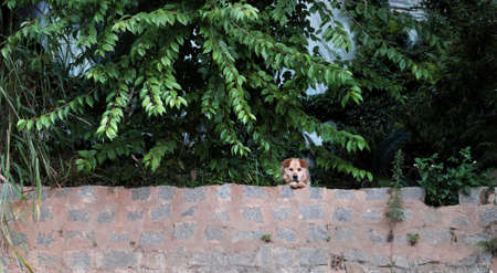 Male white dog lay down on ground above stone wall and looking forward, under branch of tree, green leaf make fresh air for cute pet look after the houseの写真素材