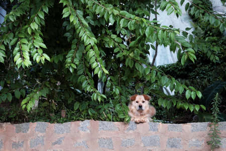Male white dog lay down on ground above stone wall and looking forward, under branch of tree, green leaf make fresh air for cute pet look after the houseの写真素材