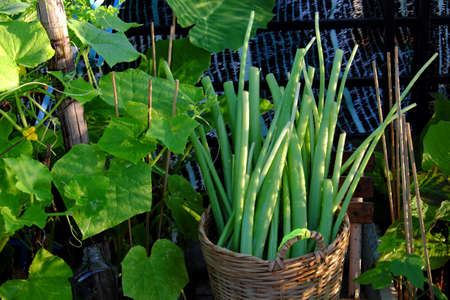 Basket of Colocasia gigantea just harvest from city rooftop garden at Ho Chi Minh city, Vietnam, is food ingredient for many dishの写真素材