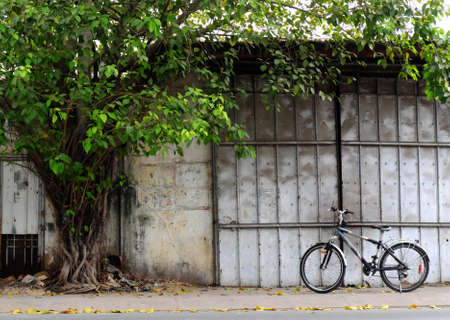 Landscape street life at Ho Chi Minh city, bike at wall under large tree trunk with green leaf, bicycle is transport that environmentally friendlyの写真素材
