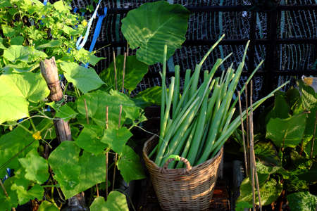 Basket of Colocasia gigantea just harvest from city rooftop garden at Ho Chi Minh city, Vietnam, is...