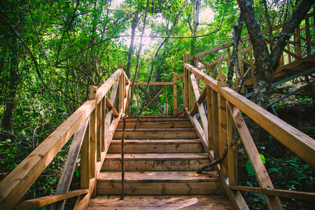 Wooden path in the forestの写真素材