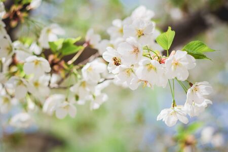 Branches of cherry blossoms in springの写真素材