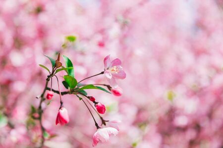 Branches of cherry blossoms in spring