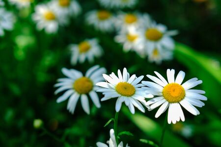 White chrysanthemum flowers blooming in early summerの写真素材