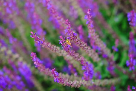Purple common sage flowers