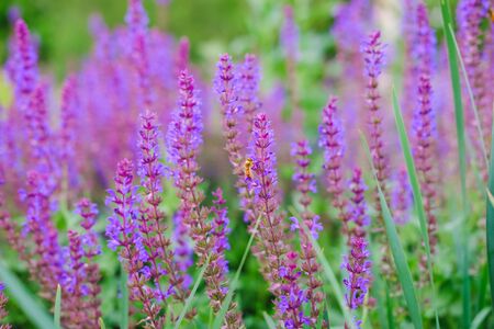 Purple common sage flowersの写真素材