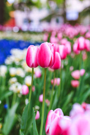 Crystal clear tulip bushes in sunlightの写真素材