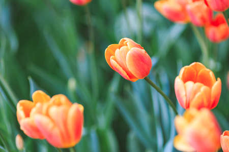 Crystal clear tulip bushes in sunlight
