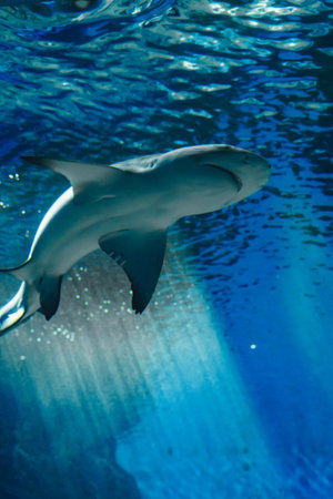 Shark swimming in the aquarium with blue water and blue background.の写真素材