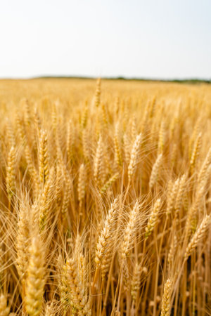 Wheat field. Ears of golden wheat close-up.の写真素材