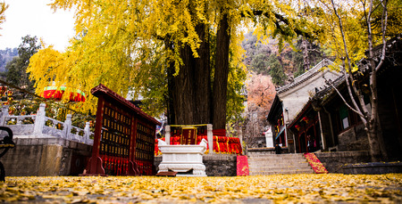 landscape with fallen leavesのeditorial素材