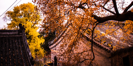 Temple and ginkgo treesの写真素材
