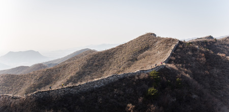 Wild Great Wallの写真素材