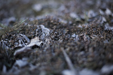 Microscopic plantsの写真素材