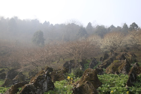 Mist tourの写真素材